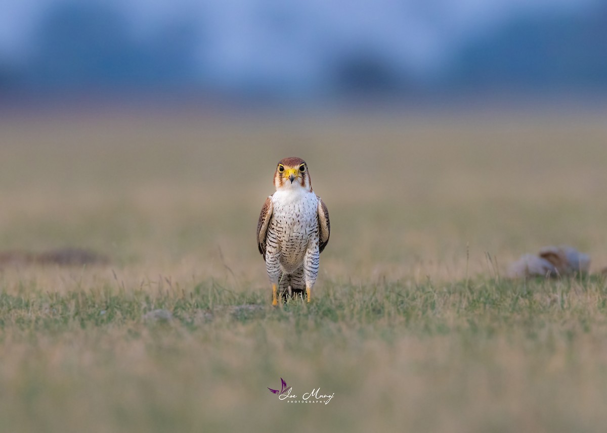 Red-necked Falcon - Joe Dharmar