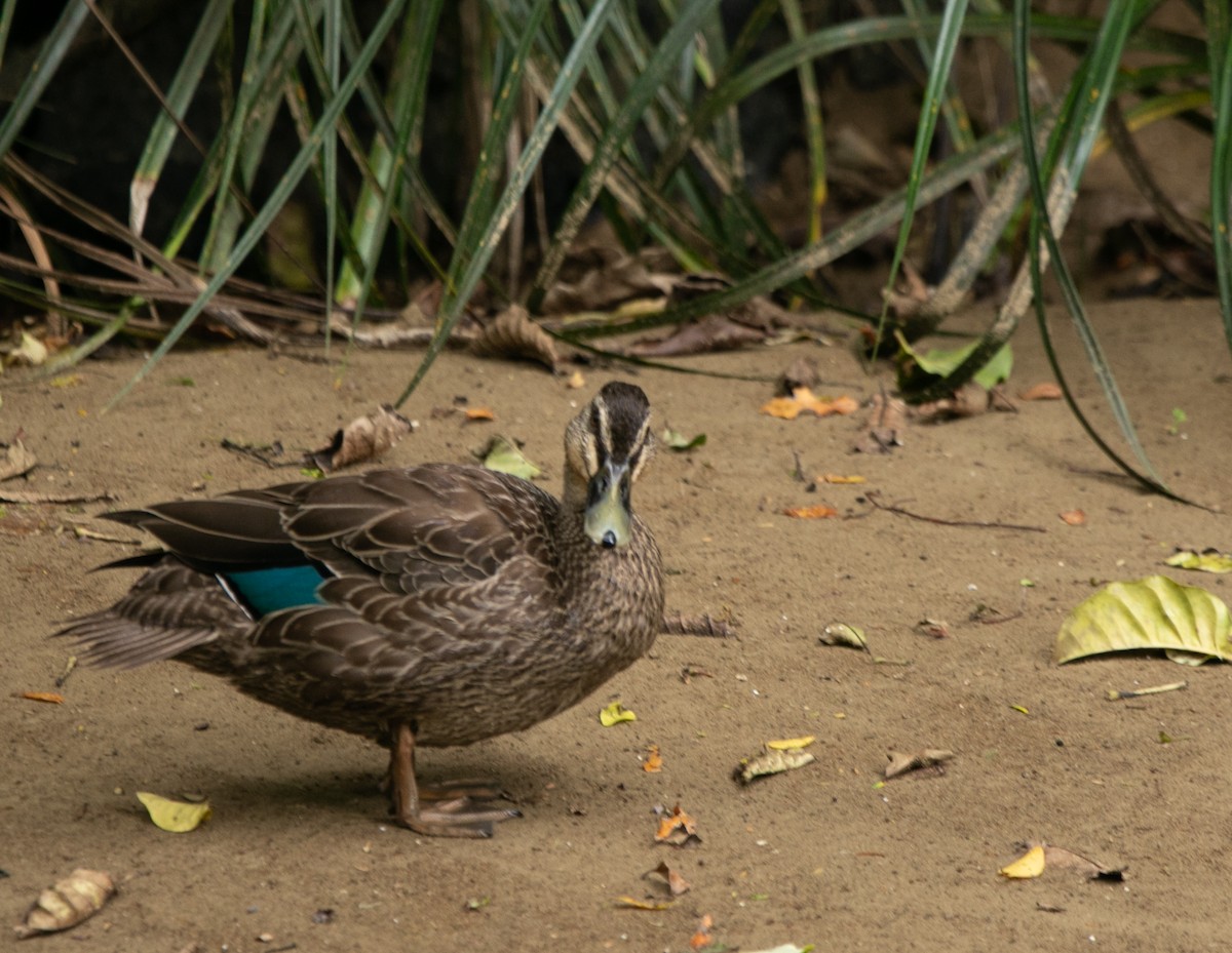 Pacific Black Duck - Hoeckman's Wildlife