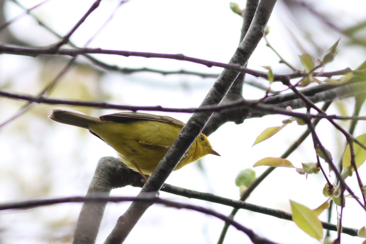 Wilson's Warbler - Lily Morello