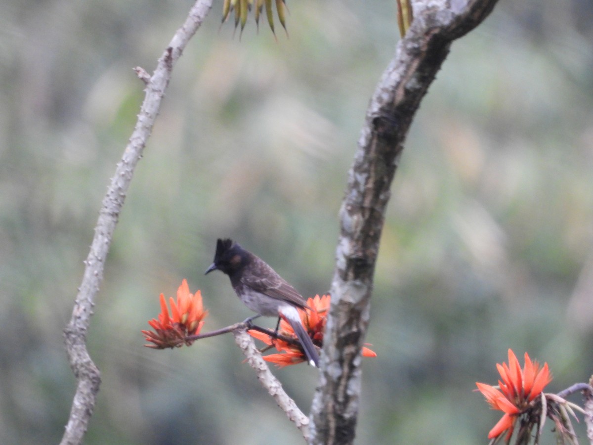 Red-vented Bulbul - ML618665001
