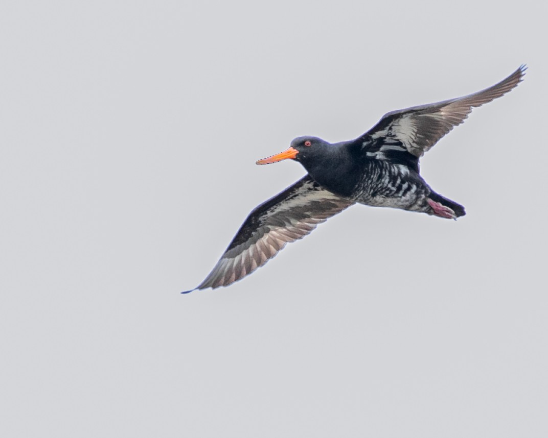 Variable Oystercatcher - ML618665013