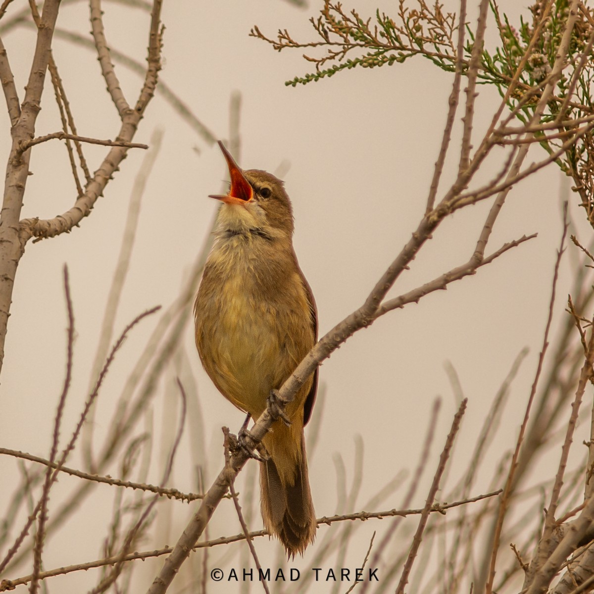 Clamorous Reed Warbler - Ahmad Tarek