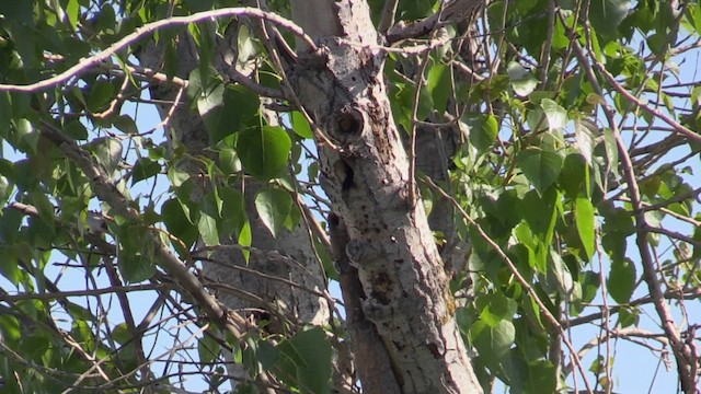Lesser Spotted Woodpecker - ML618665027