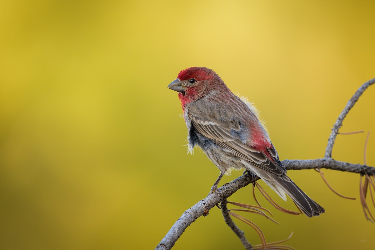 House Finch - ML618665039