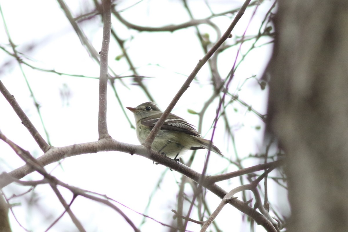 Least Flycatcher - ML618665046