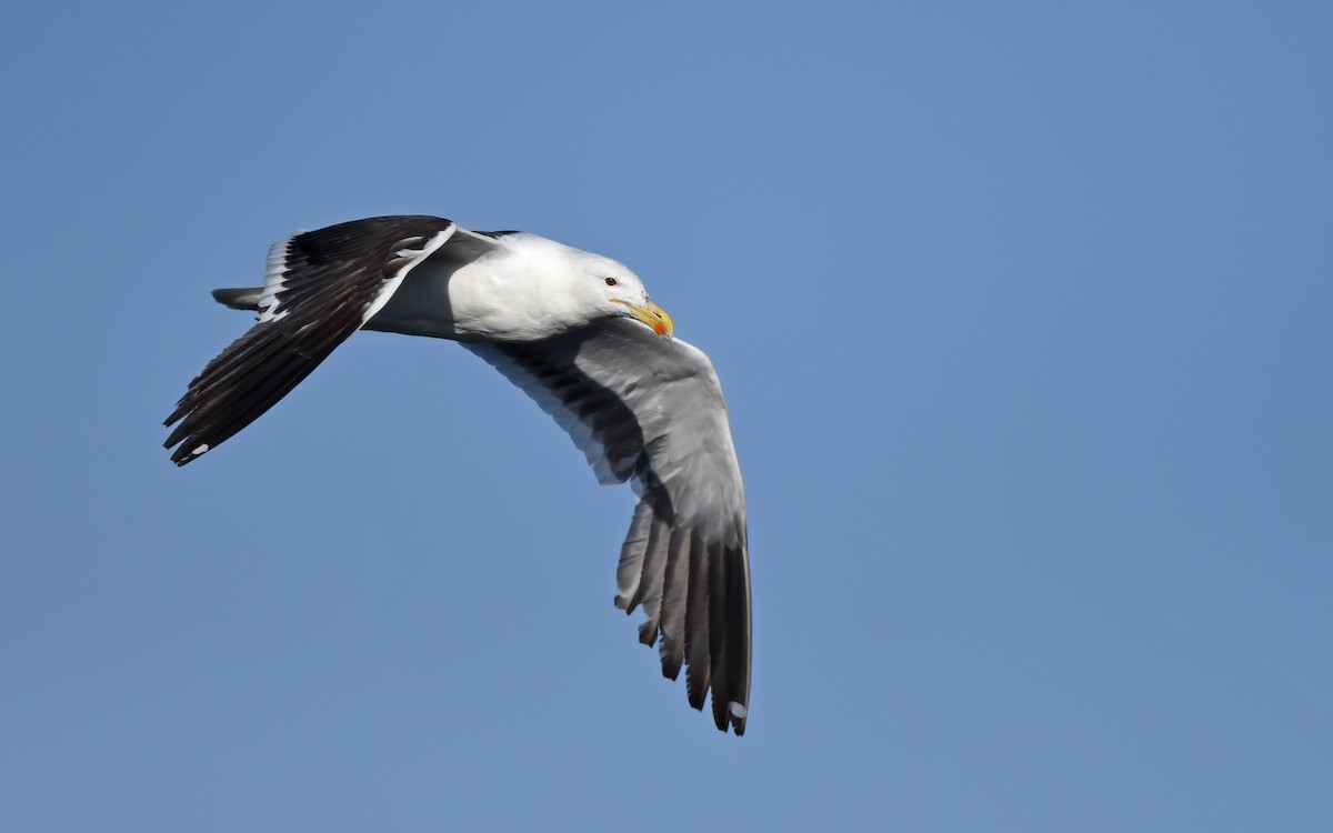 Kelp Gull (dominicanus) - ML618665059