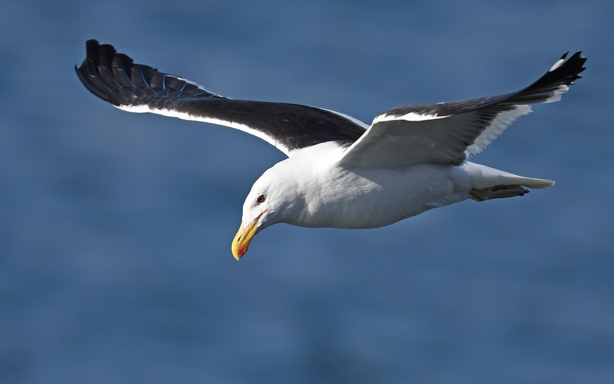 Kelp Gull (dominicanus) - ML618665060