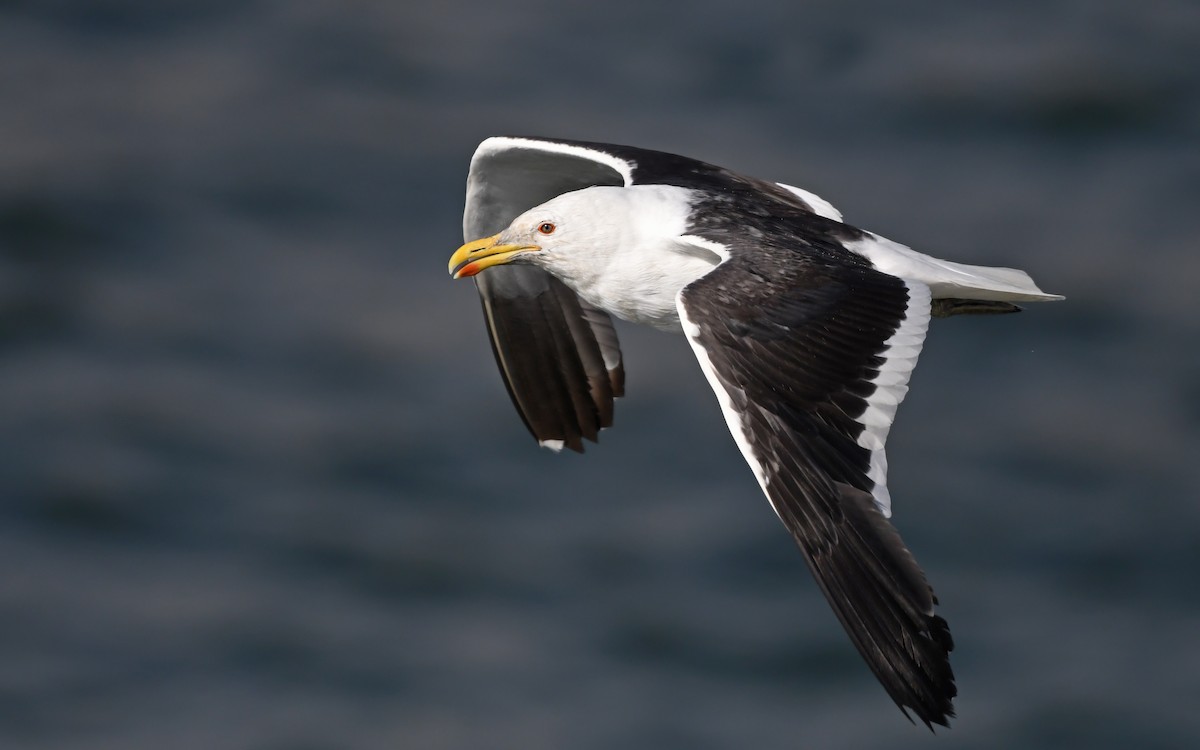 Kelp Gull (dominicanus) - ML618665061