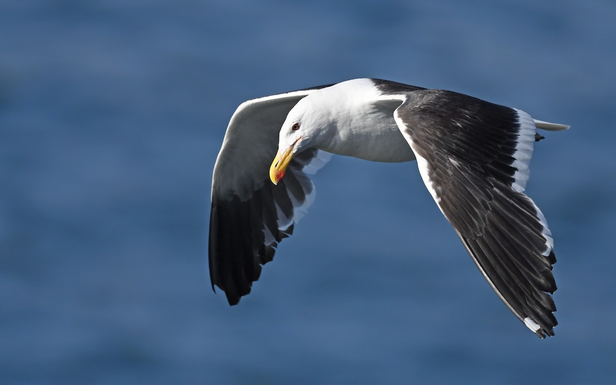 Kelp Gull (dominicanus) - ML618665063