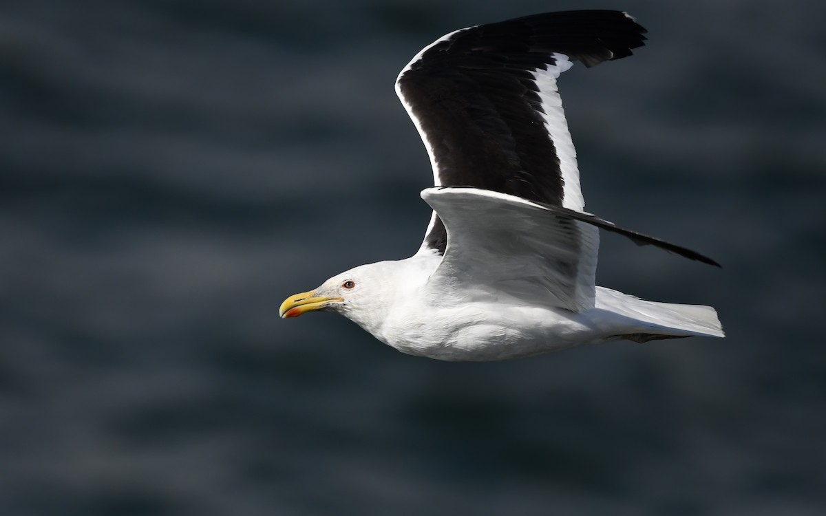 Kelp Gull (dominicanus) - ML618665065