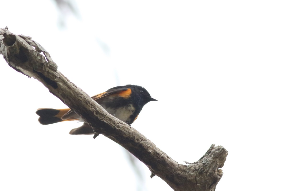 American Redstart - ML618665077