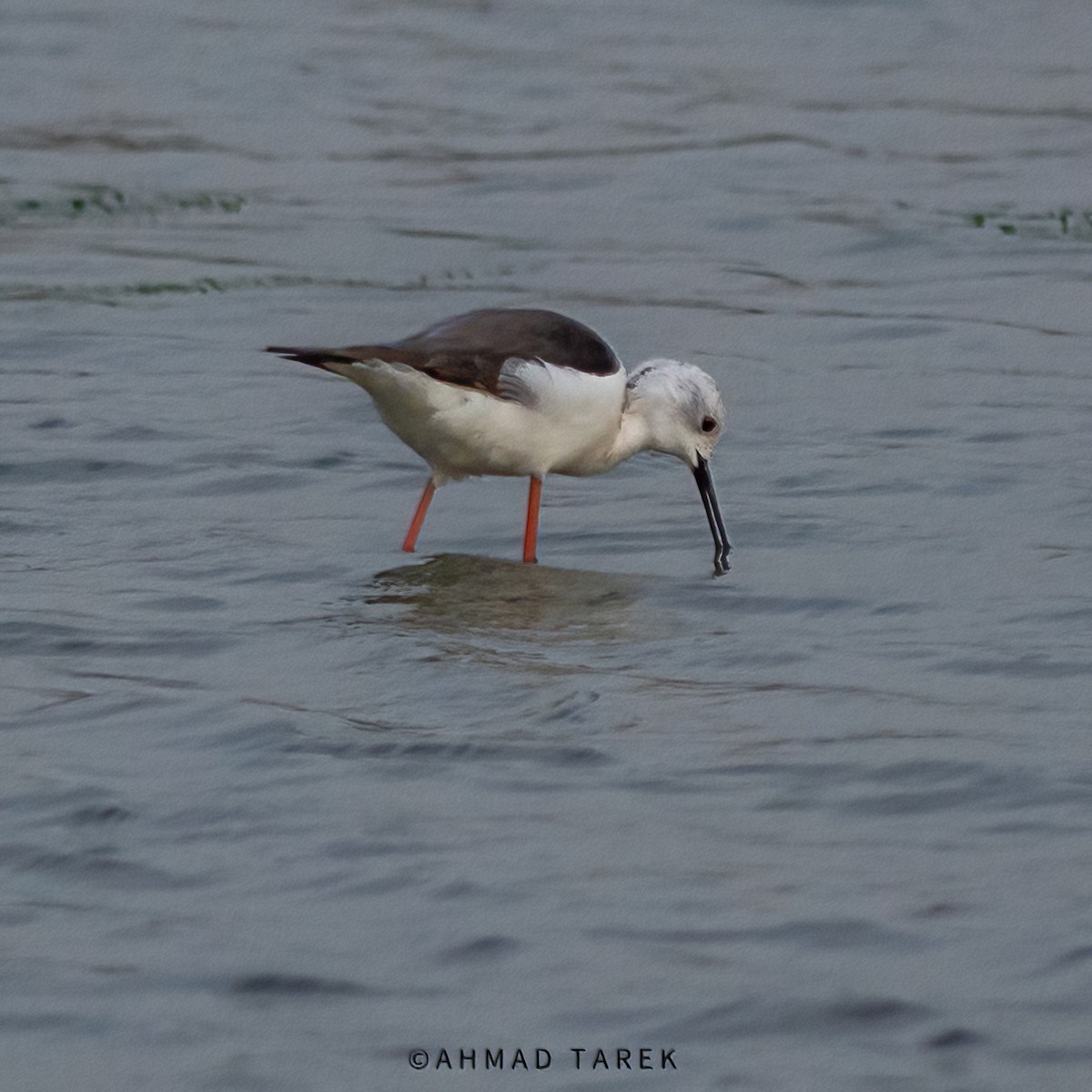 Black-winged Stilt - ML618665080