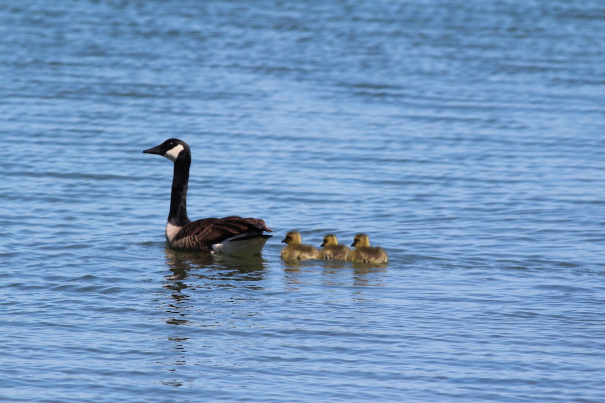 Canard colvert - ML618665083