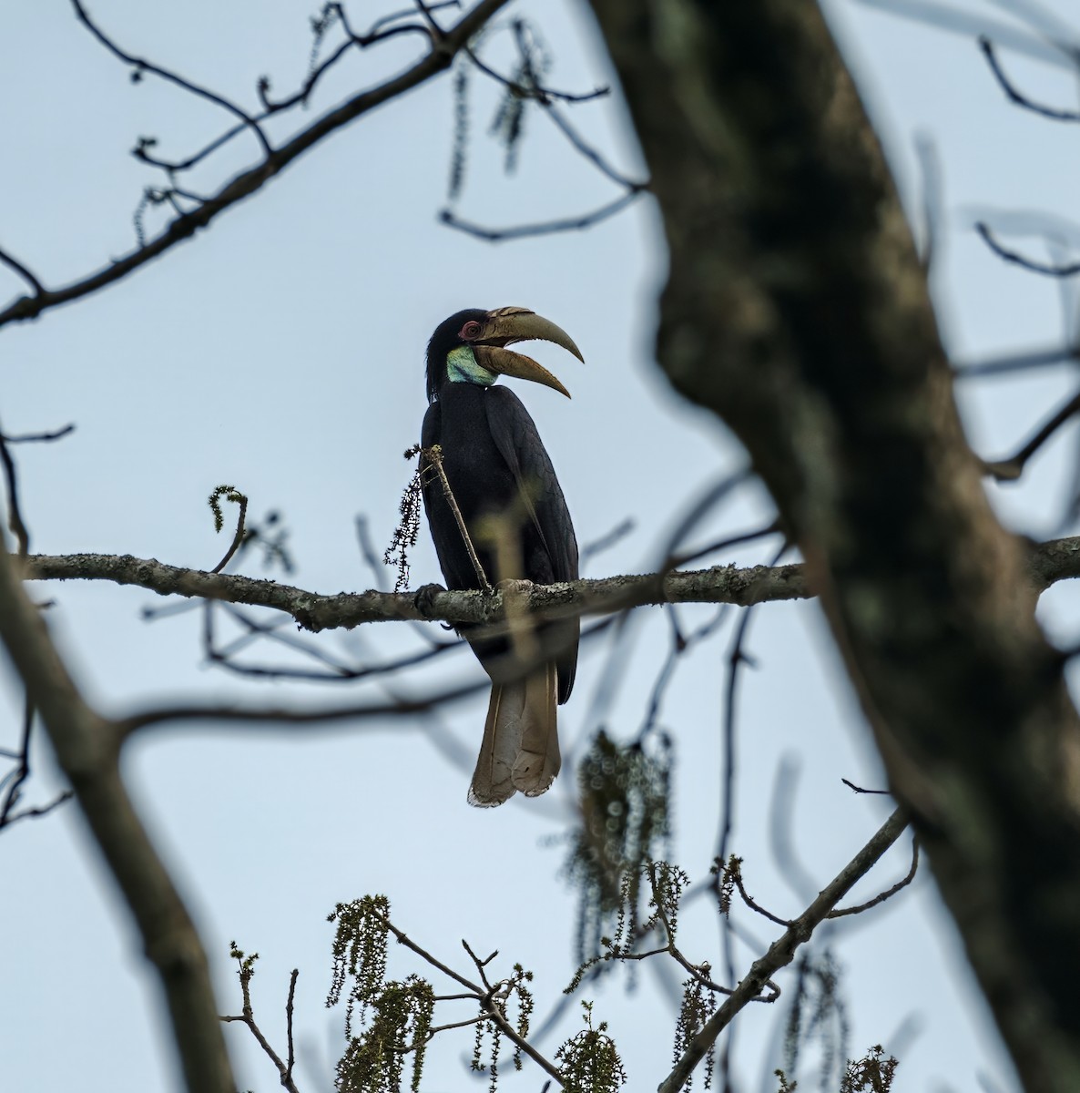 Wreathed Hornbill - Nara Jayaraman