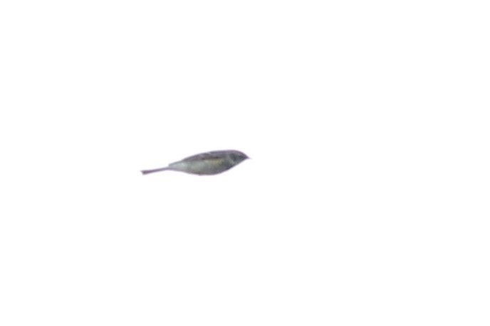 Миртовый певун (coronata) - ML618665115