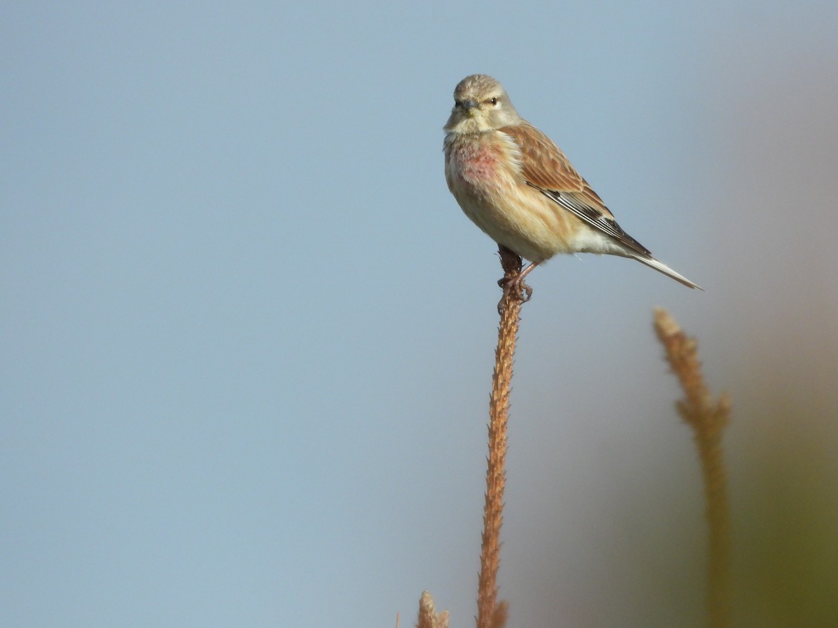 Eurasian Linnet - ML618665133