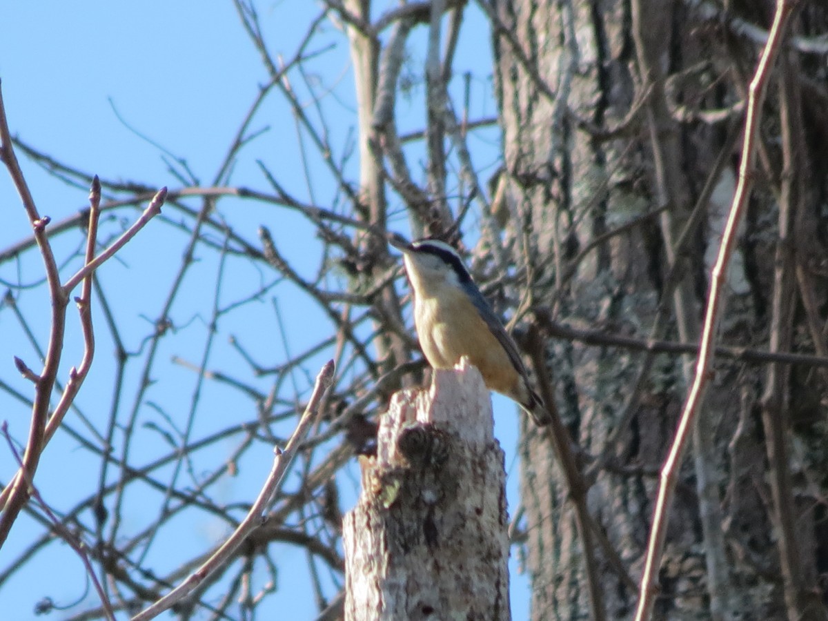 Red-breasted Nuthatch - ML618665175