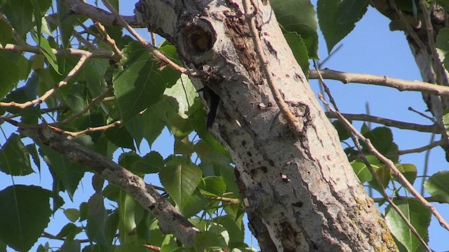 Lesser Spotted Woodpecker - ML618665187