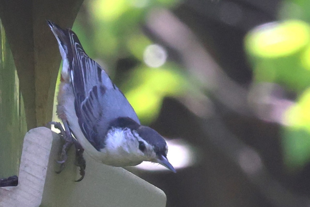 White-breasted Nuthatch - ML618665234