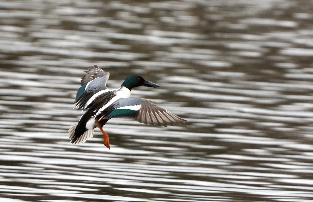 Northern Shoveler - ML618665256