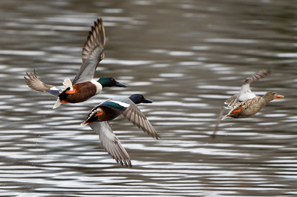 Northern Shoveler - ML618665257