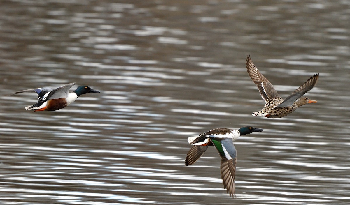 Northern Shoveler - ML618665258