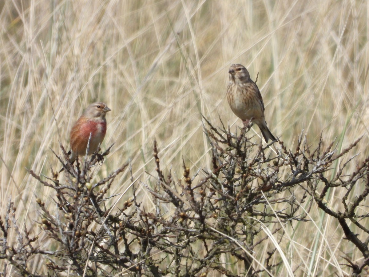 Eurasian Linnet - Martin Rheinheimer