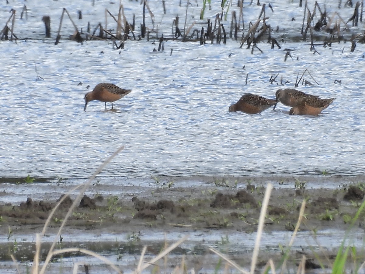 Long-billed Dowitcher - ML618665267