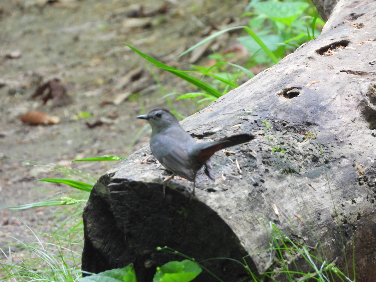 Gray Catbird - ML618665292