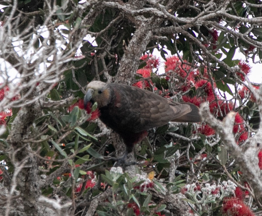 New Zealand Kaka - ML618665313