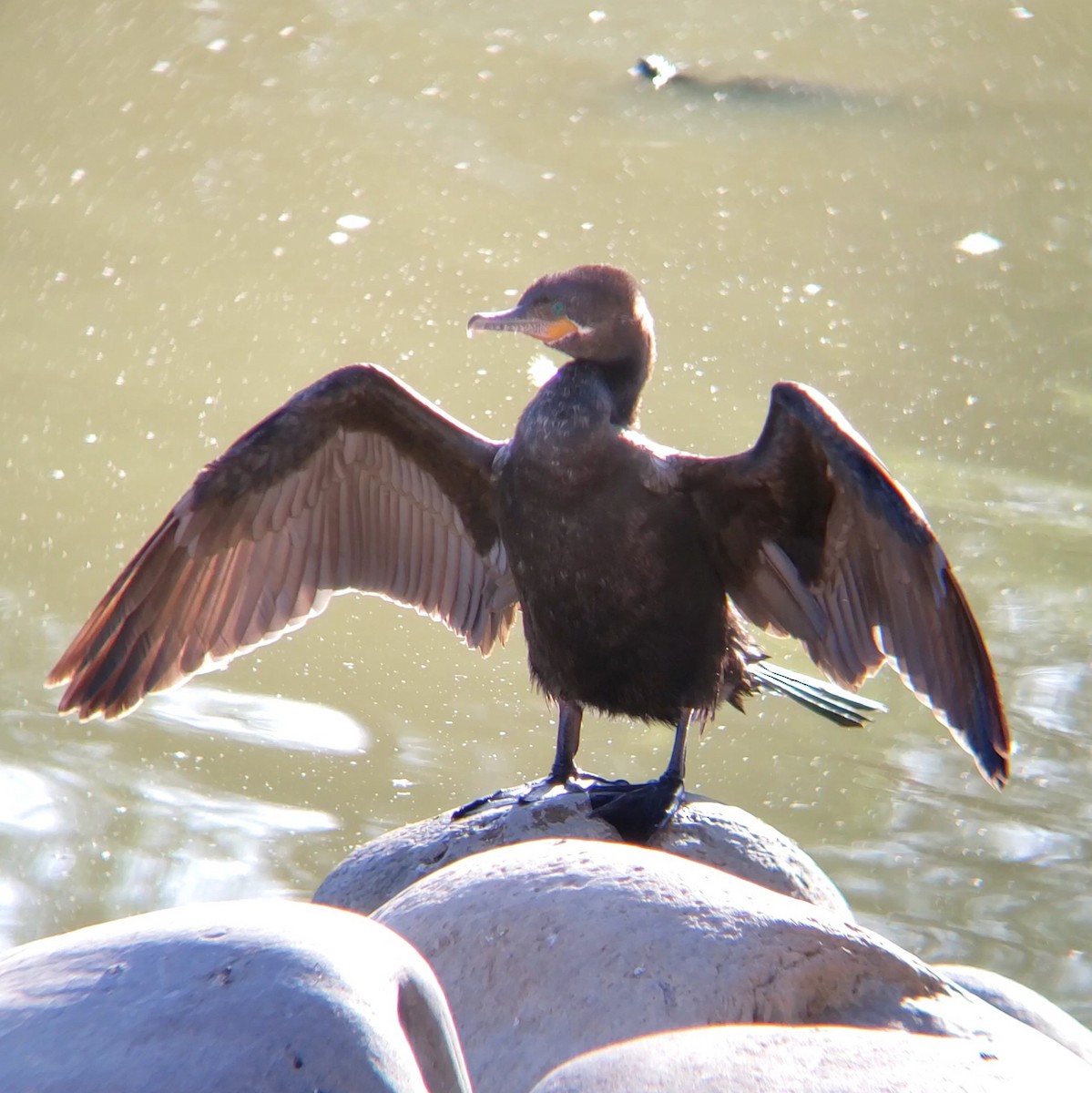 Neotropic Cormorant - Moe Alqallaf