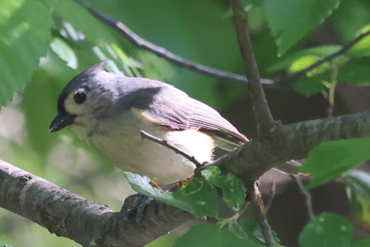 Tufted Titmouse - ML618665368