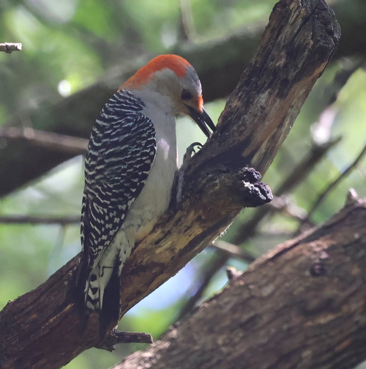 Red-bellied Woodpecker - ML618665375