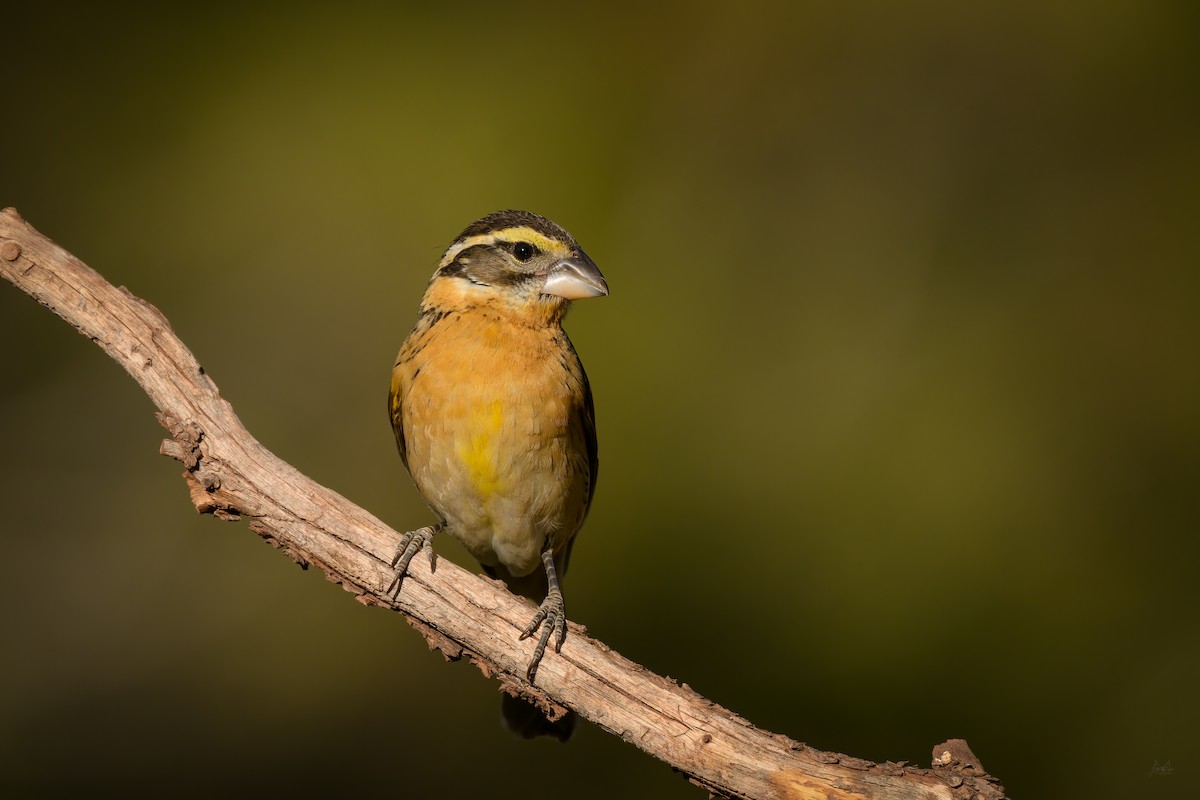 Black-headed Grosbeak - ML618665403