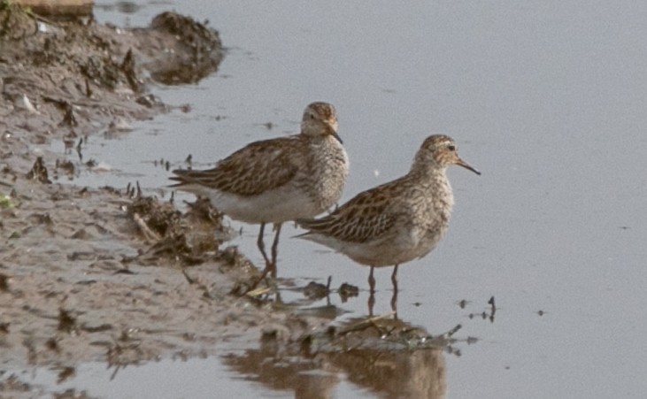 Graubrust-Strandläufer - ML618665425