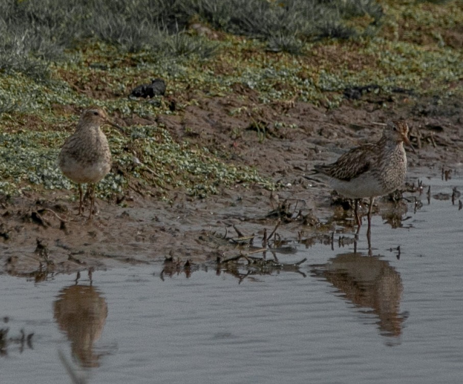 Graubrust-Strandläufer - ML618665426