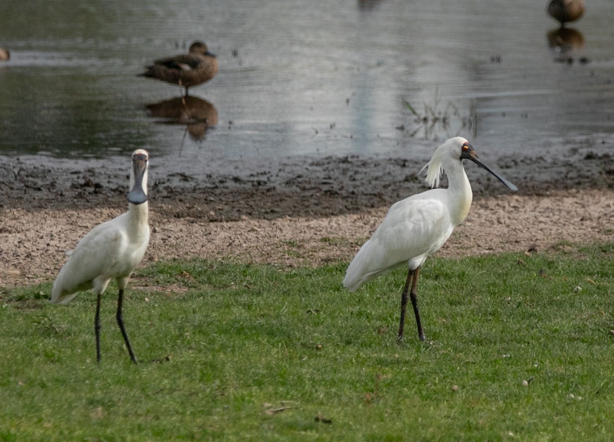 Royal Spoonbill - ML618665431