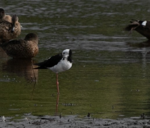 Pied Stilt - ML618665436