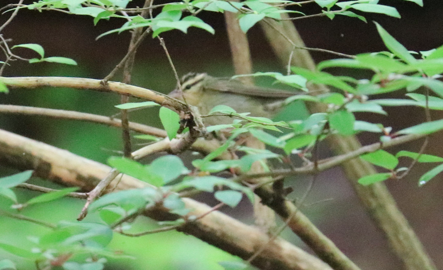 Worm-eating Warbler - ML618665439