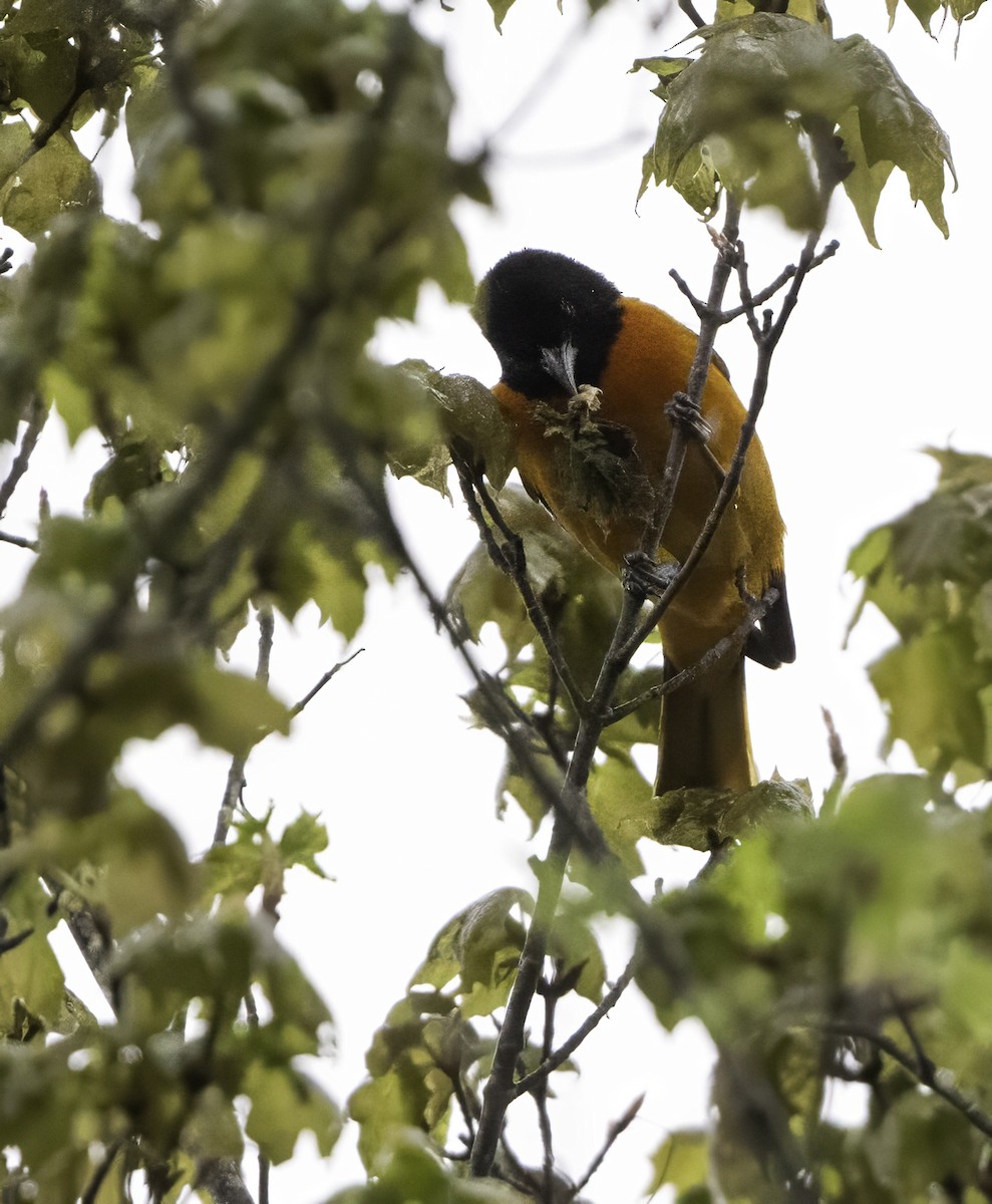 Baltimore Oriole - Charles Carlson