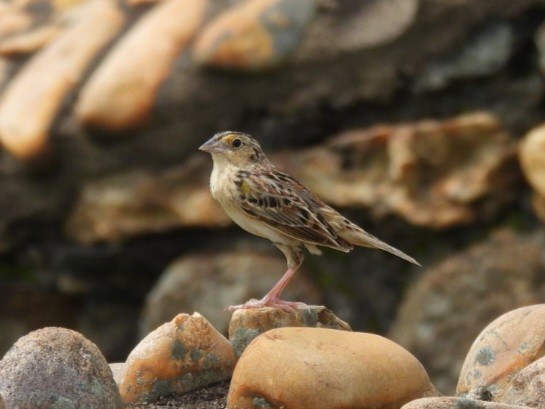 Grasshopper Sparrow - ML618665442