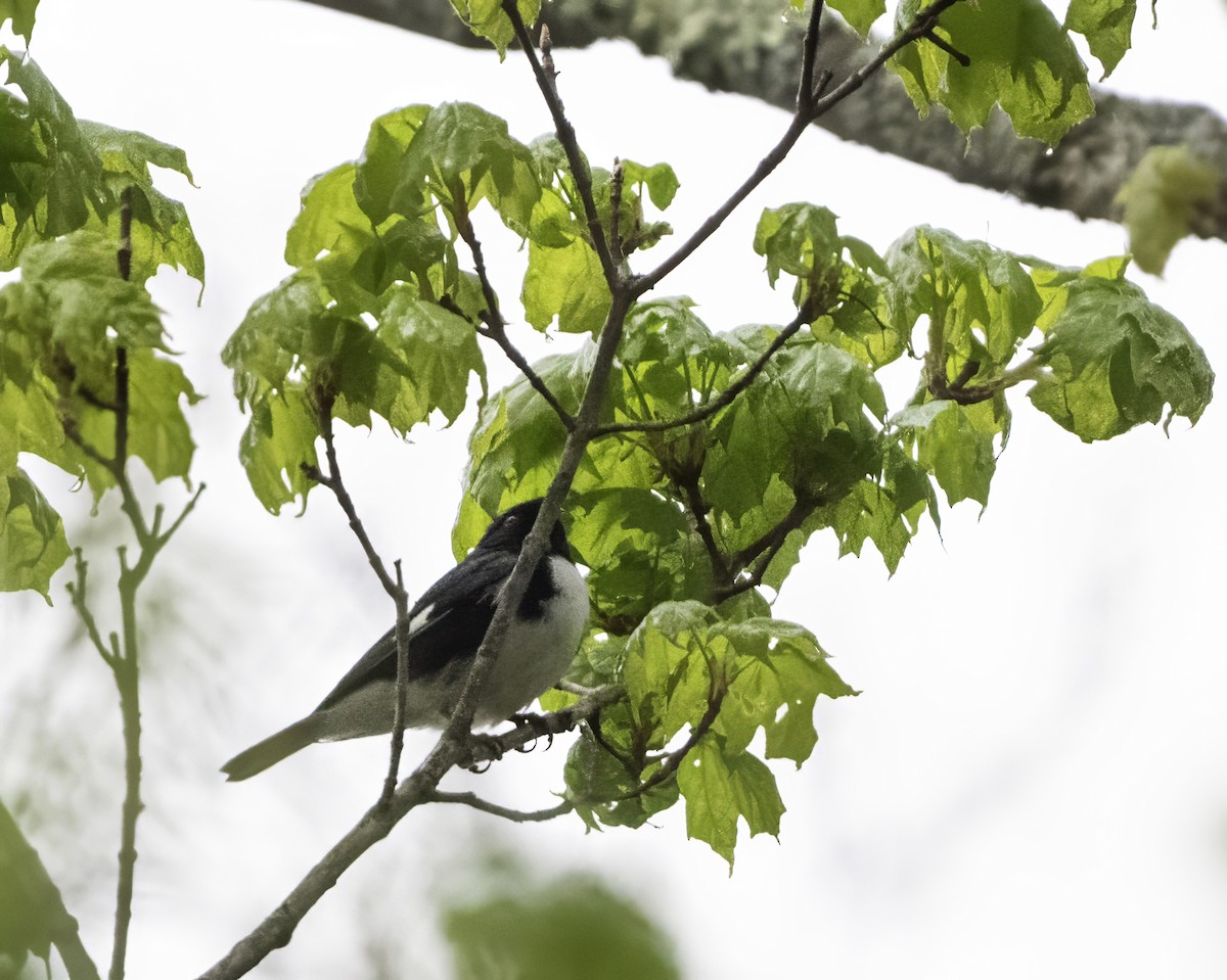 Black-throated Blue Warbler - Charles Carlson