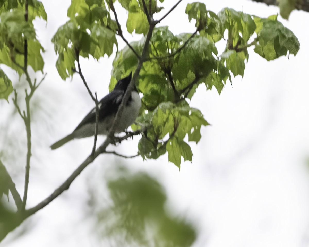 Black-throated Blue Warbler - Charles Carlson