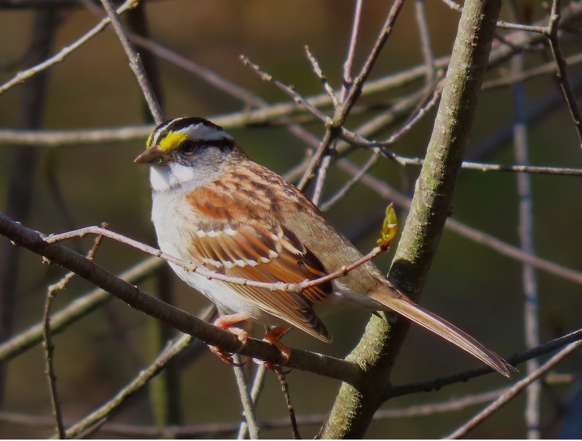 White-throated Sparrow - judy parrot-willis