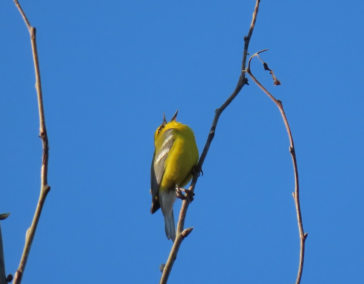 Blauflügel-Waldsänger - ML618665499