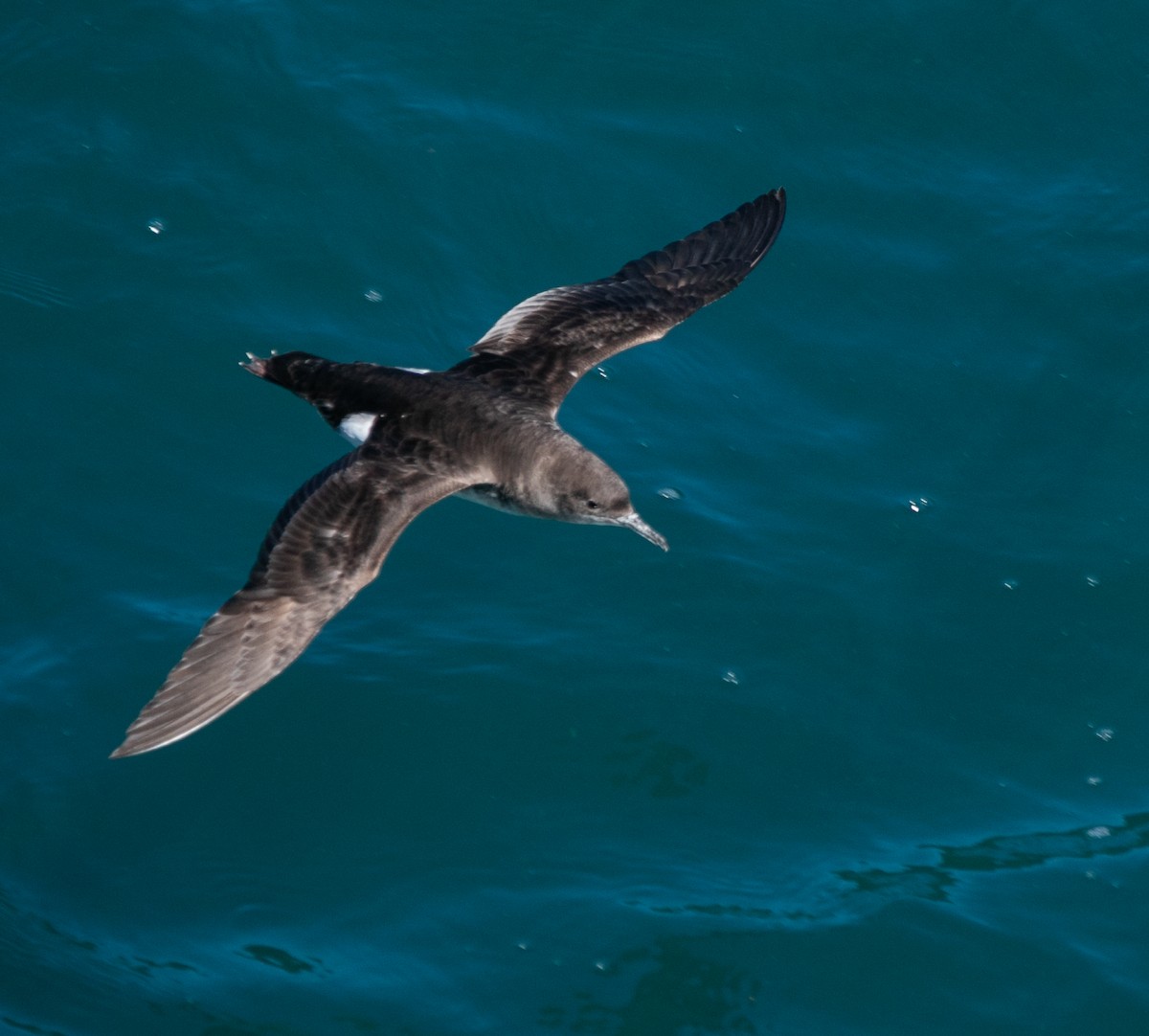 Fluttering Shearwater - ML618665568