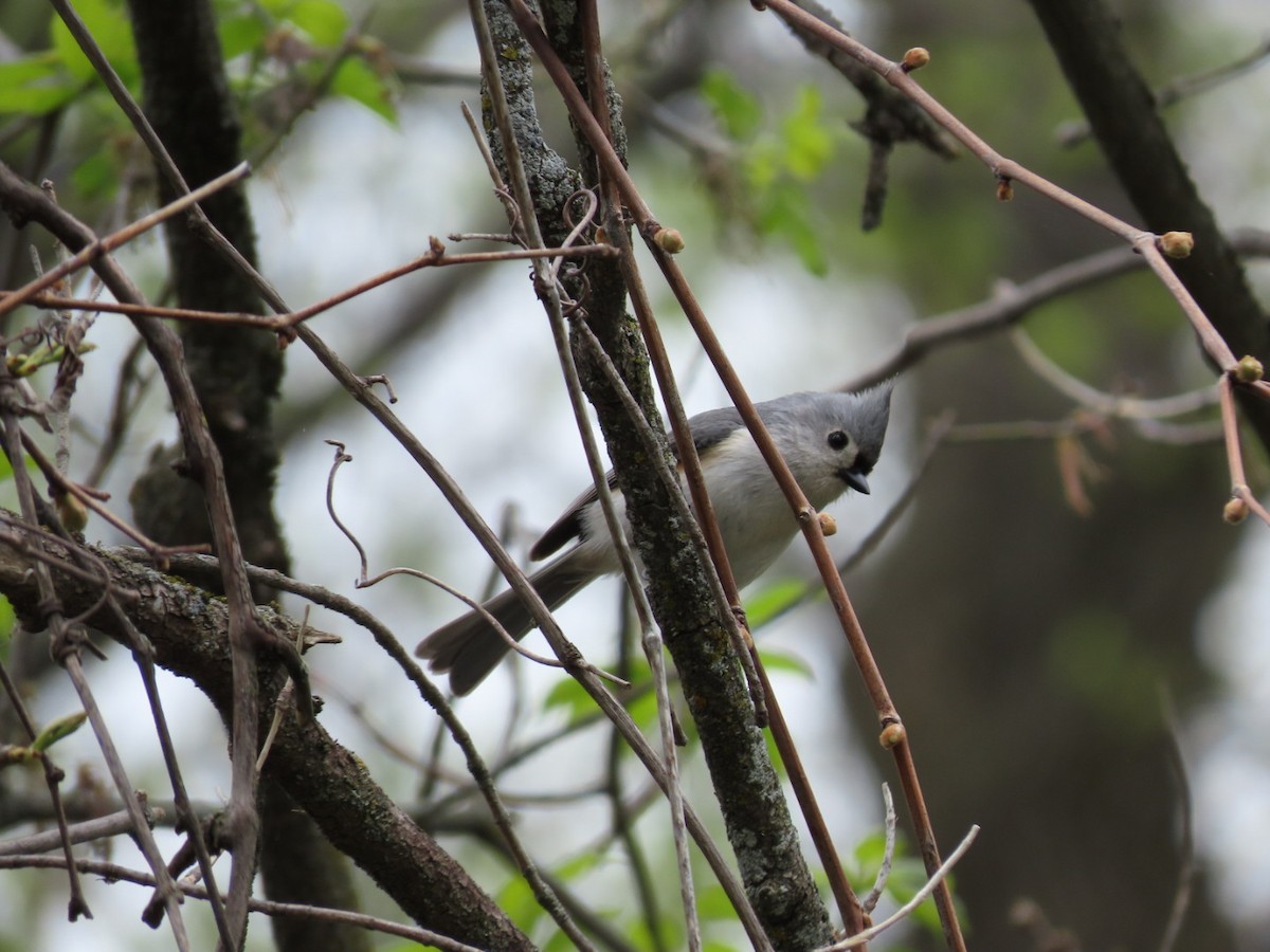 Tufted Titmouse - Tania Mohacsi