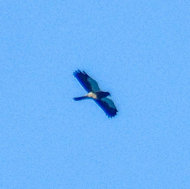 Mountain Caracara - Nicolás Zañartu Bonnefont