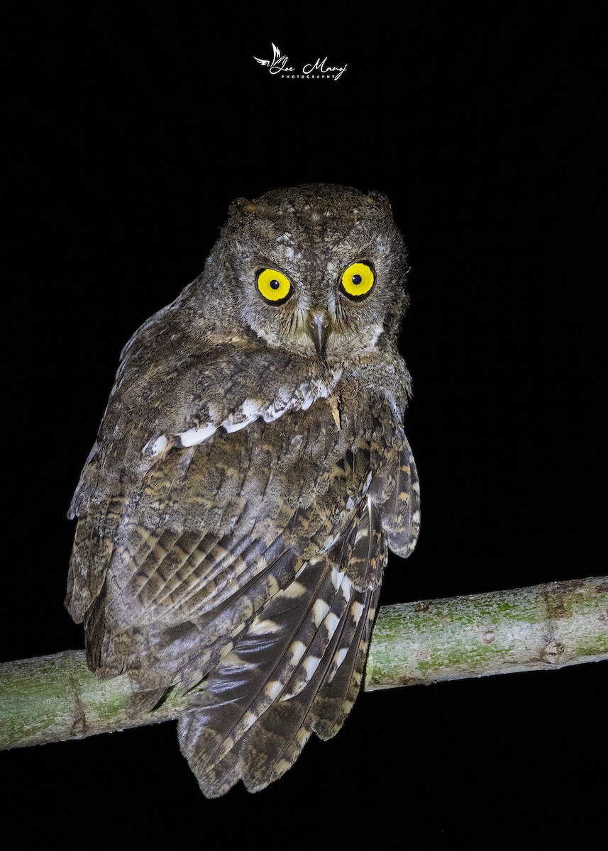 Oriental Scops-Owl (Walden's) - Joe Dharmar