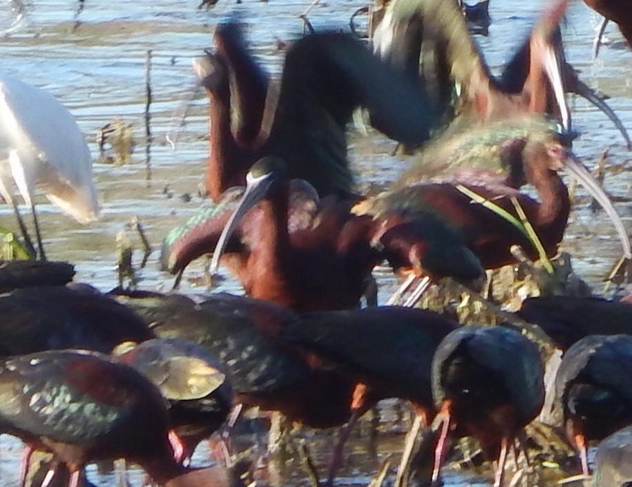 ibis hnědý - ML618665649